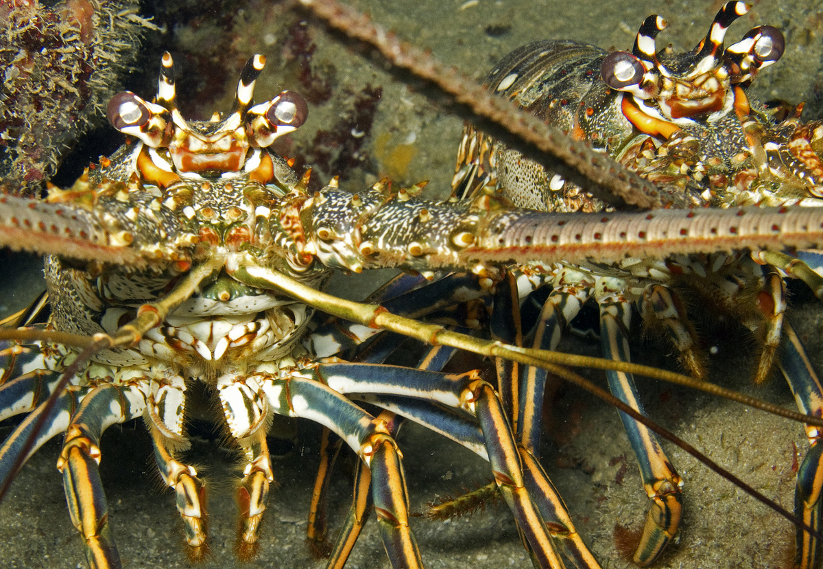Spiny Lobsters