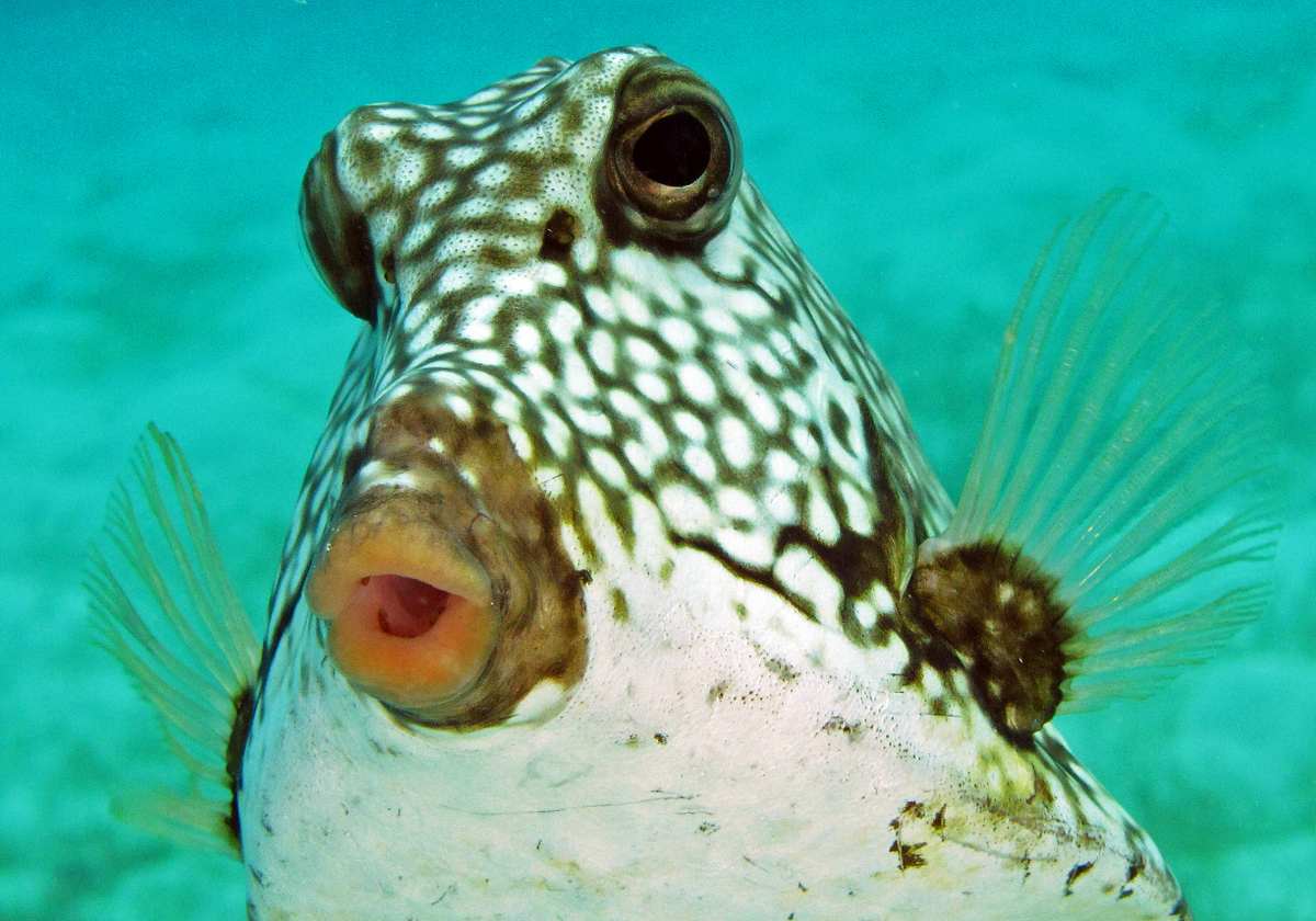 Smooth Trunkfish