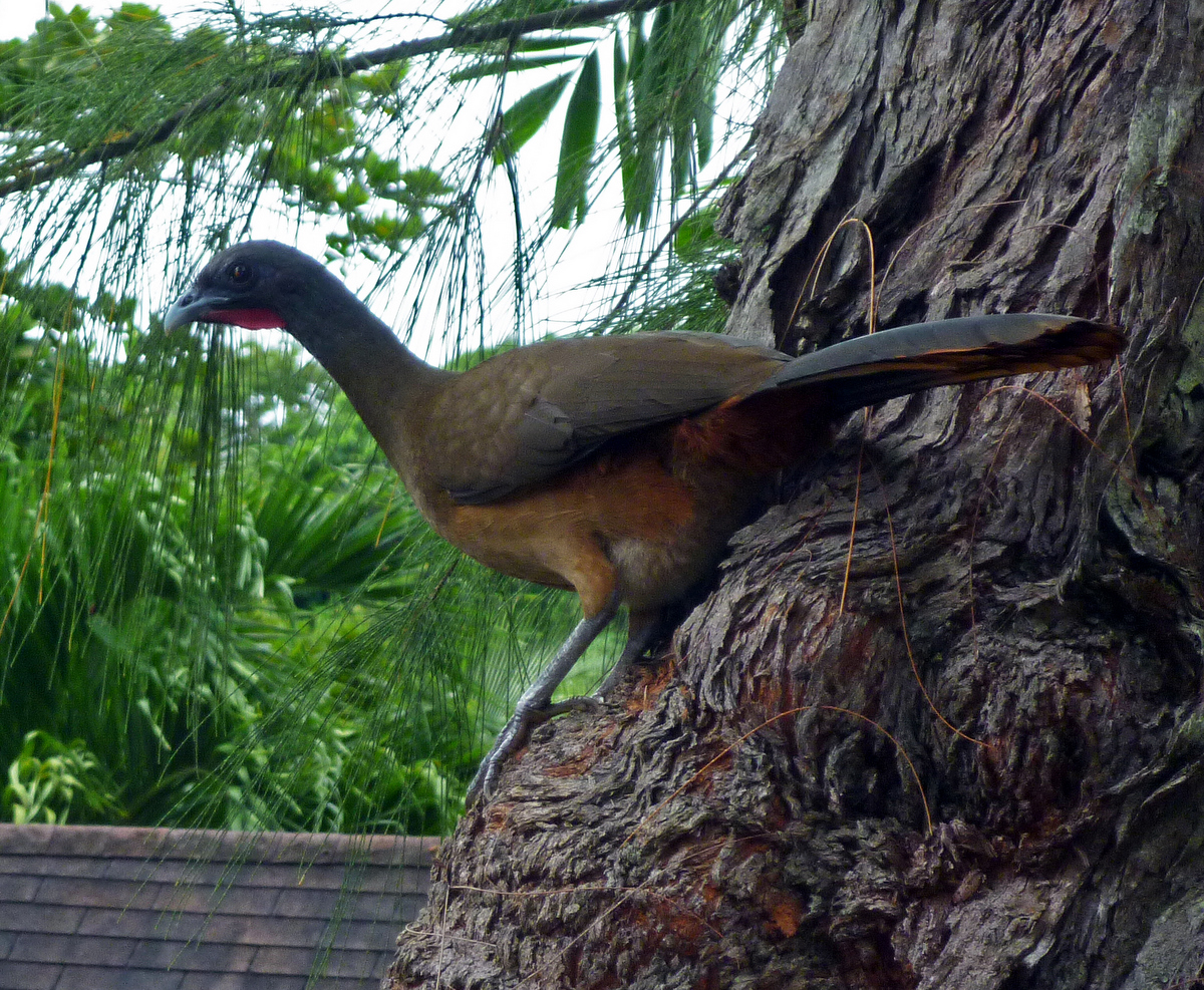 Chachalaca, the noisy national bird of Tobago