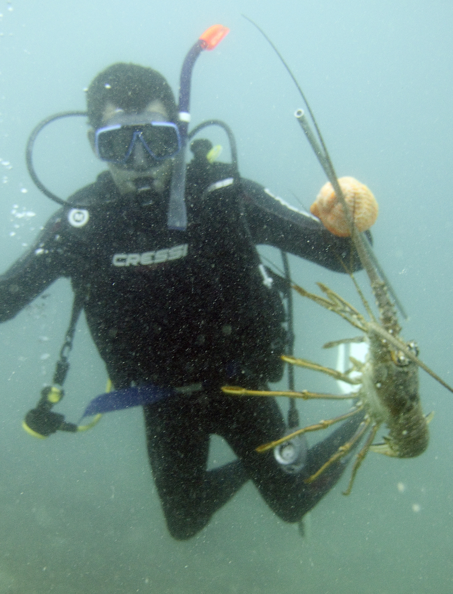 Nice 3lb Lobster Nice 3lb Lobster