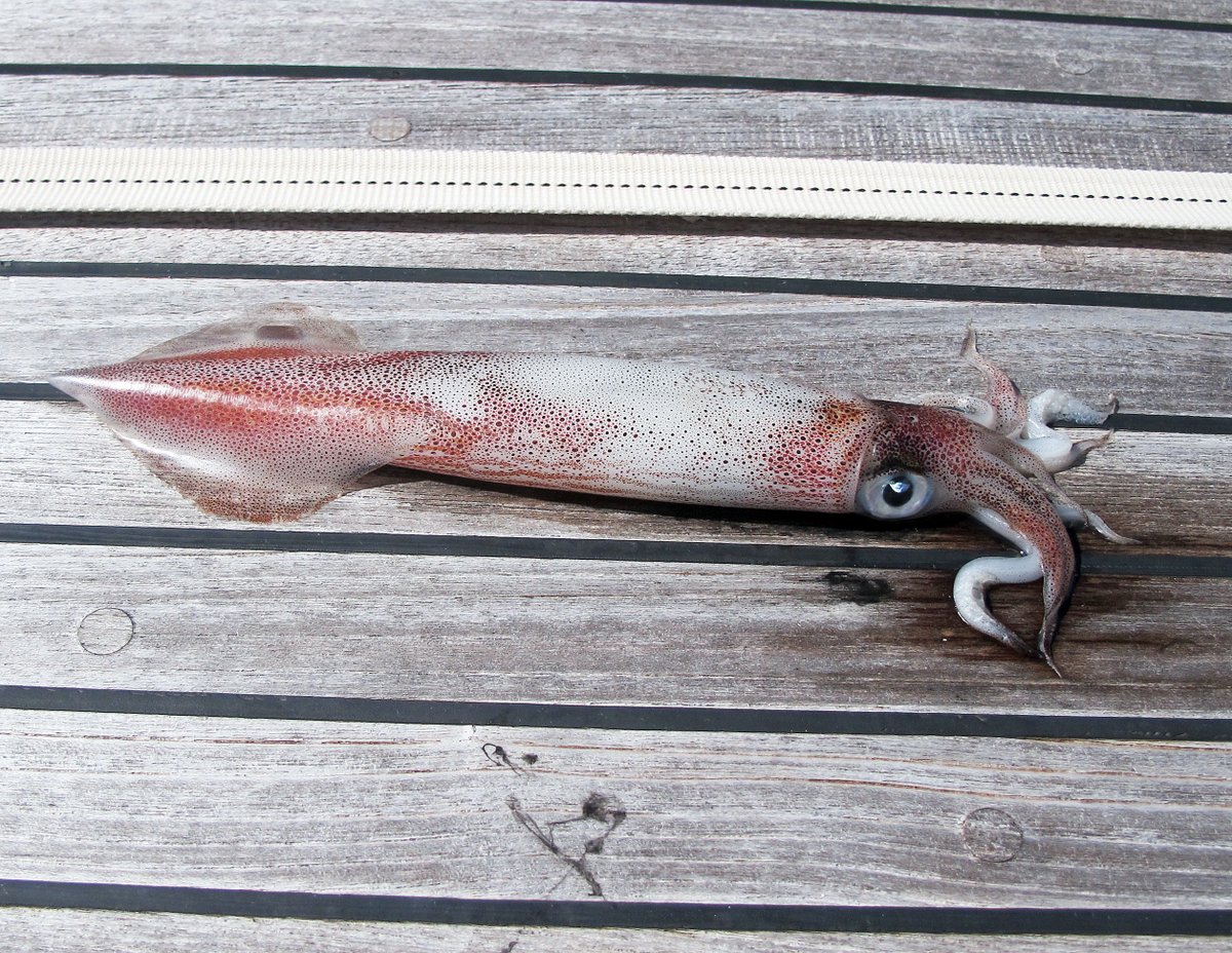 Squid that landed on our deck, Panama Squid that landed on our deck, Panama