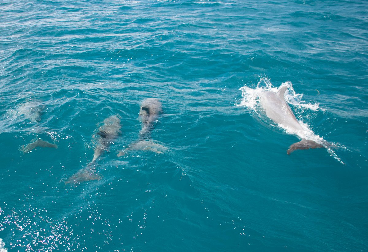 Bottle-nose Dolphins Bottle-nose Dolphins